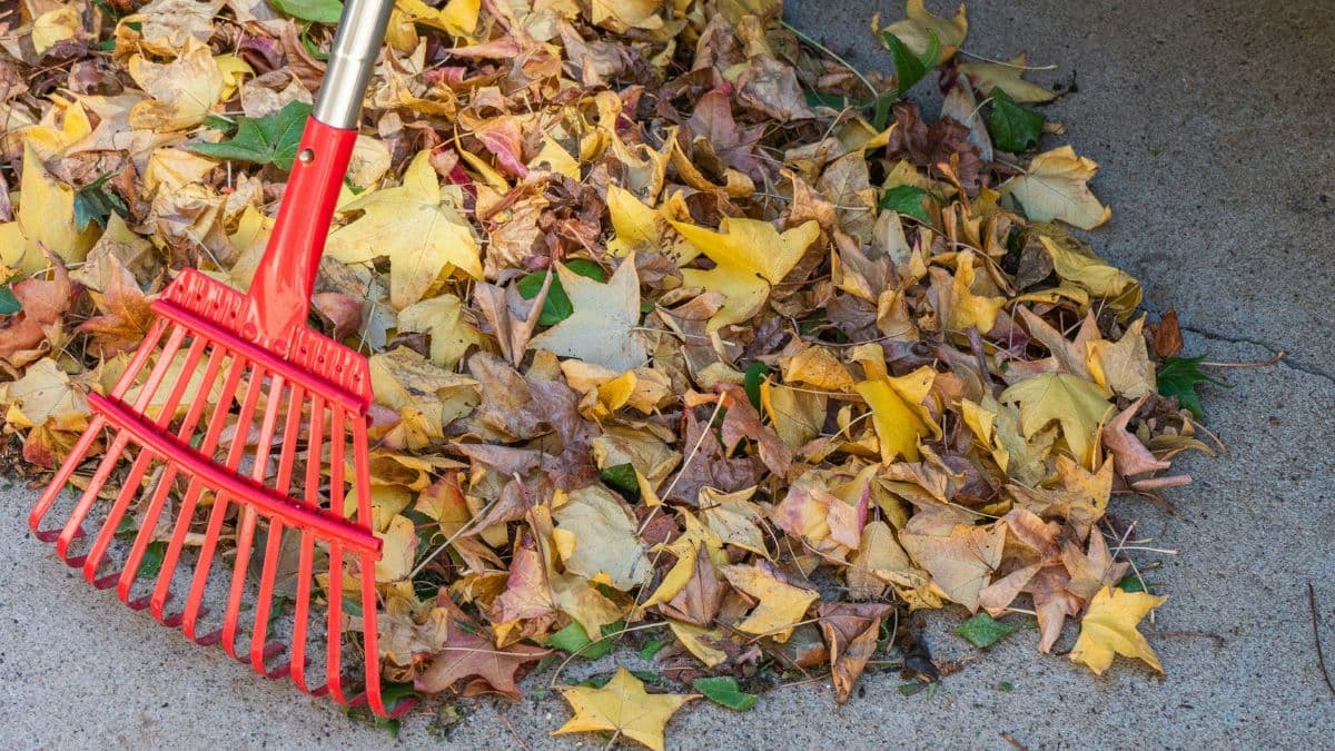 Seasonal Landscape Maintenance: A Complete Year-Round Guide