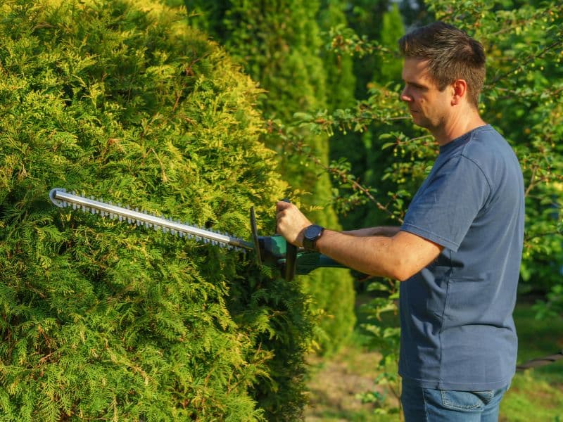 Tree & Shrub Care